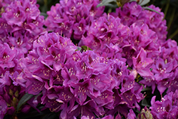 Anah Kruschke Rhododendron (Rhododendron 'Anah Kruschke') at English Gardens