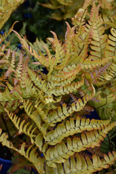 Brilliance Autumn Fern (Dryopteris erythrosora 'Brilliance') at English Gardens