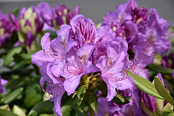 Boursault Rhododendron (Rhododendron catawbiense 'Boursault') at English Gardens