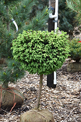 Little Gem Spruce (tree form) (Picea abies 'Little Gem (tree form)') at English Gardens