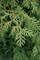 Soft Serve Falsecypress (Chamaecyparis pisifera 'Dow Whiting') at English Gardens
