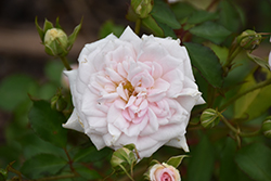 White Drift Rose (Rosa 'Meizorland') at English Gardens