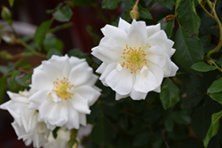 Flower Carpet White Rose (Rosa 'Flower Carpet White') at English Gardens