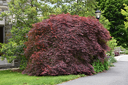 Tamukeyama Japanese Maple (Acer palmatum 'Tamukeyama') at English Gardens