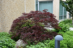 Red Dragon Japanese Maple (Acer palmatum 'Red Dragon') at English Gardens