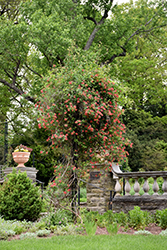 Alabama Crimson Trumpet Honeysuckle (Lonicera sempervirens 'Alabama Crimson') at English Gardens