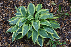 Wolverine Hosta (Hosta 'Wolverine') at English Gardens