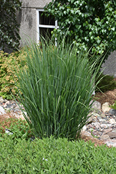 Northwind Switch Grass (Panicum virgatum 'Northwind') at English Gardens