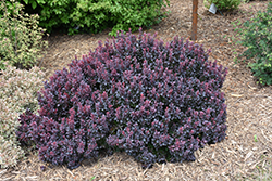 Concorde Japanese Barberry (Berberis thunbergii 'Concorde') at English Gardens