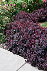 Concorde Japanese Barberry (Berberis thunbergii 'Concorde') at English Gardens