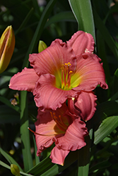 Passionate Returns Daylily (Hemerocallis 'Passionate Returns') at English Gardens