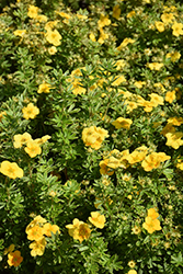 Happy Face Yellow Potentilla (Potentilla fruticosa 'Lundy') at English Gardens