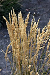 El Dorado Feather Reed Grass (Calamagrostis x acutiflora 'El Dorado') at English Gardens