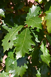 Kindred Spirit Oak (Quercus x warei 'Nadler') at English Gardens