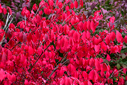 Compact Winged Burning Bush (Euonymus alatus 'Compactus') at English Gardens