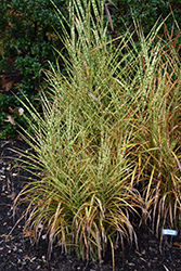 Gold Breeze Maiden Grass (Miscanthus sinensis 'Gold Breeze') at English Gardens