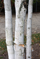 Whitebark Himalayan Birch (Betula utilis 'var. jacquemontii') at English Gardens