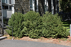 Green Mountain Boxwood (Buxus 'Green Mountain') at English Gardens