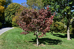 Appalachian Spring Flowering Dogwood (Cornus florida 'Appalachian Spring') at English Gardens