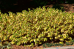 Arctic Sun Dogwood (Cornus sanguinea 'Cato') at English Gardens