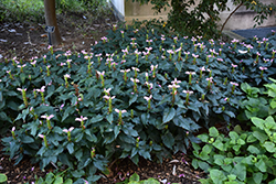 Hot Lips Turtlehead (Chelone lyonii 'Hot Lips') at English Gardens