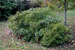 Red Sprite Winterberry (Ilex verticillata 'Red Sprite') at English Gardens