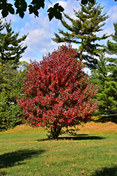 Redpointe Red Maple (Acer rubrum 'Frank Jr.') at English Gardens
