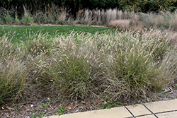 Karley Rose Oriental Fountain Grass (Pennisetum orientale 'Karley Rose') at English Gardens