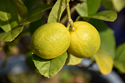 Key Lime (Citrus aurantifolia) at English Gardens