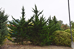 Canaertii Redcedar (Juniperus virginiana 'Canaertii') at English Gardens