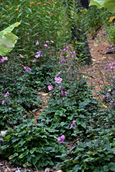 Lucky Charm Anemone (Anemone x hybrida 'Lucky Charm') at English Gardens
