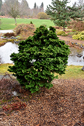 Dwarf Hinoki Falsecypress (Chamaecyparis obtusa 'Nana Gracilis') at English Gardens