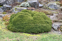Little Gem Spruce (Picea abies 'Little Gem') at English Gardens