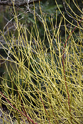 Yellow Twig Dogwood (Cornus sericea 'Flaviramea') at English Gardens