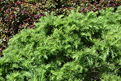 Romberg Park Dahurian Larch (Larix gmelinii 'Romberg Park') at English Gardens