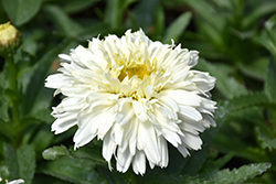 Macaroon Shasta Daisy (Leucanthemum x superbum 'Macaroon') at English Gardens