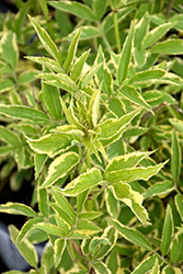 Instant Karma Elder (Sambucus nigra 'Sanivalk') at English Gardens