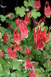 Little Lanterns Columbine (Aquilegia canadensis 'Little Lanterns') at English Gardens