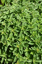 Greek Oregano (Origanum vulgare ssp. hirtum) at English Gardens