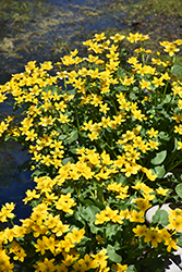 Marsh Marigold (Caltha palustris) at English Gardens