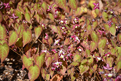 Bishop's Hat (Epimedium x rubrum) at English Gardens