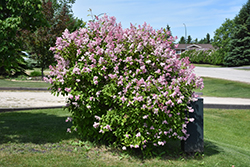 Minuet Lilac (Syringa x prestoniae 'Minuet') at English Gardens