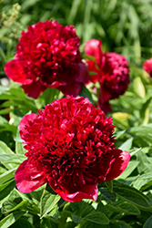 Red Charm Peony (Paeonia 'Red Charm') at English Gardens