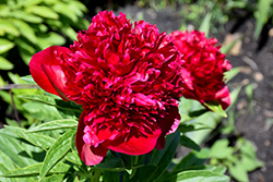 Red Charm Peony (Paeonia 'Red Charm') at English Gardens
