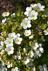 McKay's White Potentilla (Potentilla fruticosa 'McKay's White') at English Gardens