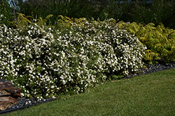 McKay's White Potentilla (Potentilla fruticosa 'McKay's White') at English Gardens