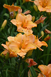 Pure And Simple Daylily (Hemerocallis 'Pure And Simple') at English Gardens