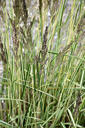 El Dorado Feather Reed Grass (Calamagrostis x acutiflora 'El Dorado') at English Gardens