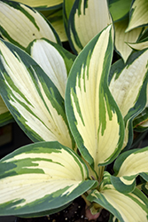 Hans Hosta (Hosta 'Hans') at English Gardens