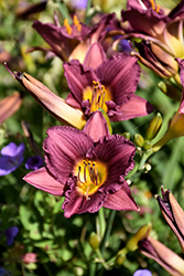 Purple de Oro Daylily (Hemerocallis 'Purple de Oro') at English Gardens